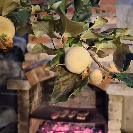 The Old Cherry House * Razlog